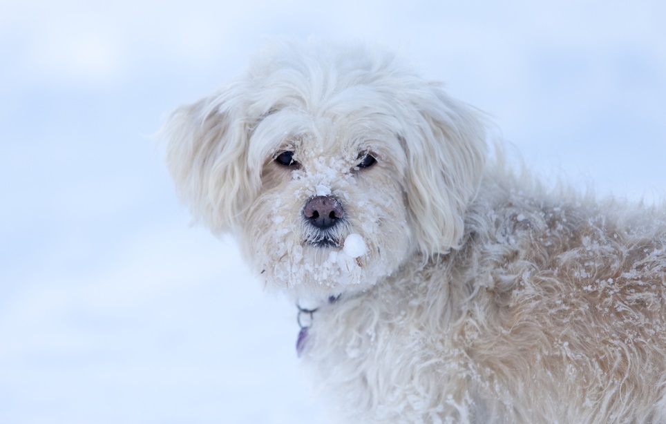 Animal Care Society’s Tips for Keeping Louisville Pets Safe in Frigid Temps