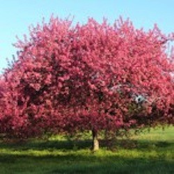 Bernheim crabapple tree 3-26-12