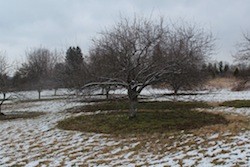 The same Bernheim crabapple tree 3-26-13