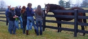 Riding and Racing Club members visit A.P. Indy at Lane End&#039;s Farm.