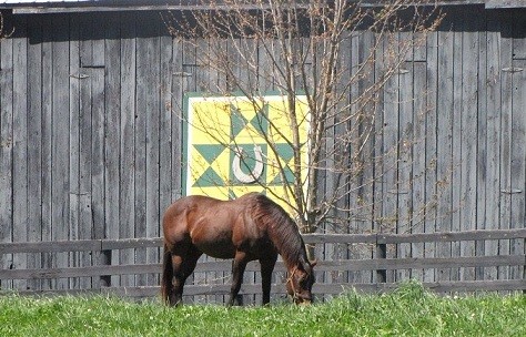 Afternoon Deelites grazes in front of the Old Friends Equine&#039;s barn quilt.