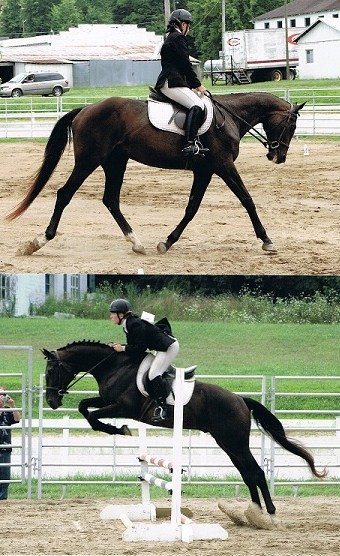 Retired racehorse Man From Artemus (Aviator) shows his stuff in his new career as a dressage, jumper, and eventing horse.