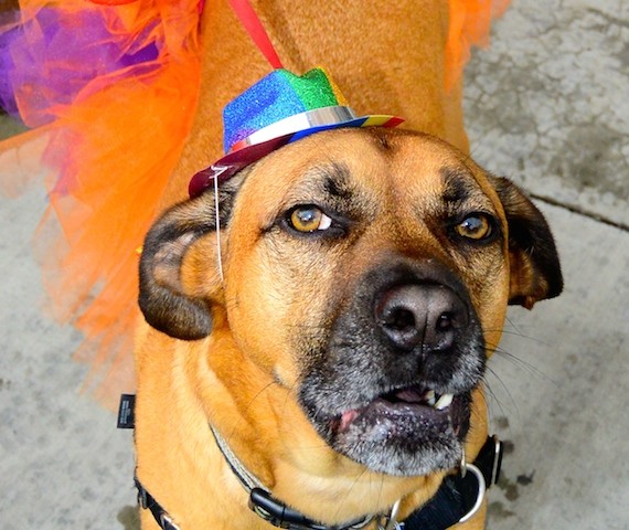 Kentucky Gay Pride Parade