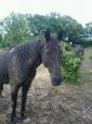 Ebby is a Friesian cross black mare available for adoption.