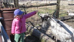 A little one feeding kale to a happy goat.