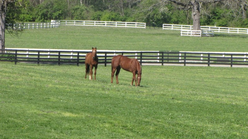 Two Thoroughbreds graze in the picturesque pastures of The Makers Mark Secretariat Center.