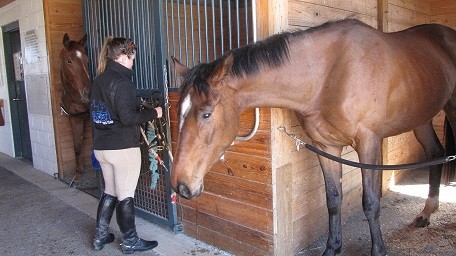 Thoroughbred Monkey Toes is up for adoption at the Makers Mark Secretariat Center.
