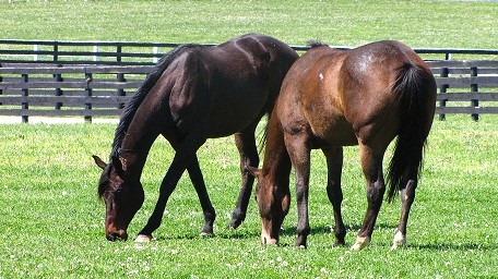 Two of the beautiful Thoroughbreds up for adoption out to pasture at the Makers Mark Secretariat Center.