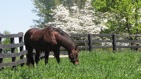 Patton enjoys grazing in the pasture of Old Friends Equine.