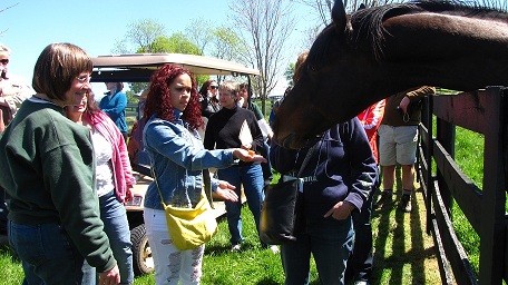 Popcorn Deelites, who played the famous horse Seabiscuit in the movie of the same name, gets a treat from a visitor as Old Friends tour guide Beth Shannon looks on.