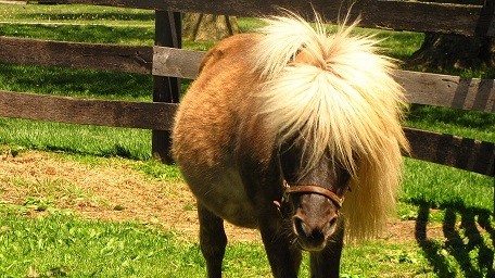 This is Old Friends Equine&#039;s little dapple grey mascot Little Silver Charm. He is a charming fellow with a mane that any rock star would envy.