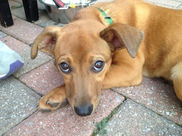 This one is named Kevin Ware due to a wounded foot. So sweet!