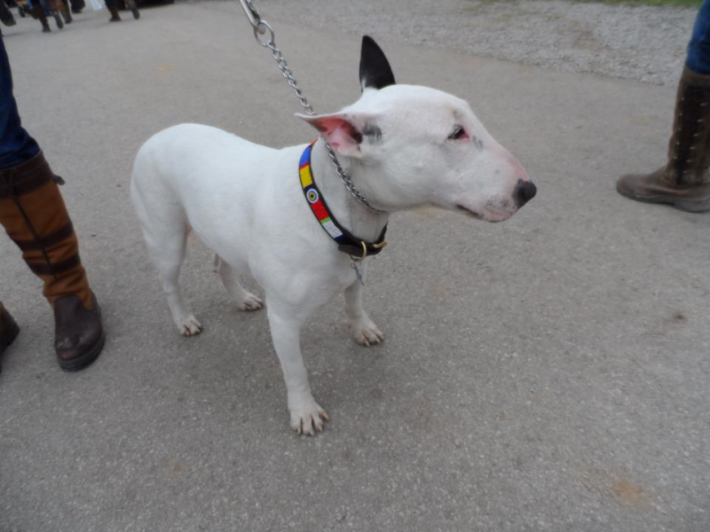 A Bull Terrier was one of the many cute canines we met at Rolex.