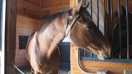 Thoroughbred Rugby is one of the horses up for adoption at the Makers Mark Secretariat Center.