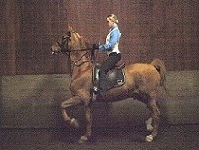 Zubrod Stables Saddle Seat Show on Feb. 4.