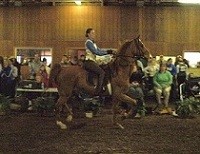A Saddle Seat Team member showing her saddlebred mount off at Zubrod Show on Feb. 4.