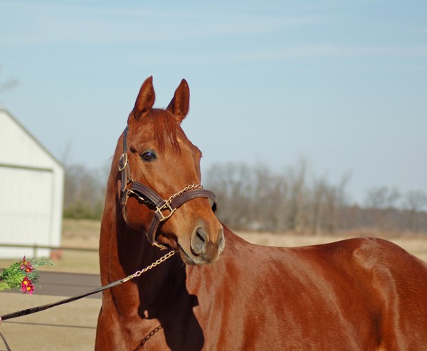 Up for adoption from New Vocations - Little Fruit Fly - 6 yr old, 16.1hh Chestnut Thoroughbred mare, adoption fee $700.