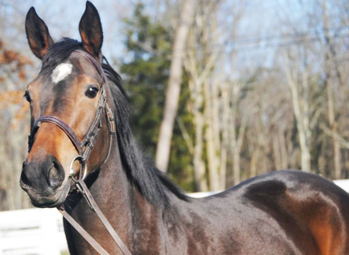 Up for adoption from New Vocations - Moms Activelil Star - 4yr old, 15.3hh Bay Thoroughbred Mare, adoption fee $400.
