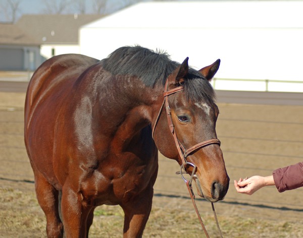 Up for adoption from New Vocations - Native Tongue - 8 yr old, 15.3hh Bay Thoroughbred gelding, Adoption fee Waived