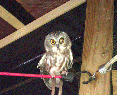 Sawwet Owl