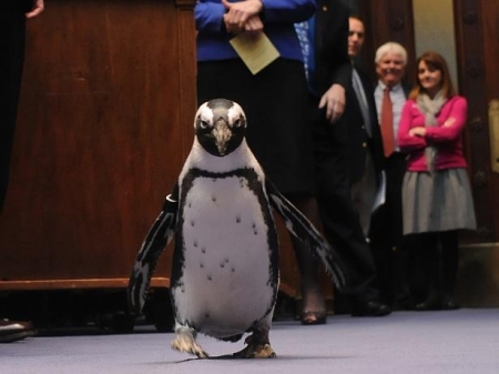 Paula the Penguin Poops on Kentucky State Senate Floor [News]