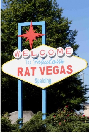 Spalding University loves rats-The Rat Race runs for 40th year
