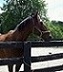 Second Stride Inc. retrains and adopts out off the track retired Thoroughbred ra