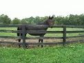 Kentucky Equine Humane Center gets one of their horses her happy ending with a g