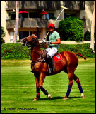 The Brownboro Alliance Cup benefit polo match makes for a great Labor Day weeken