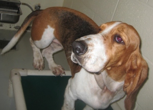 Help is comng for the pets impacted by the March 2 tornadoes and you help those 
