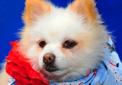 Super cute adoptable Benjy along with the rest of this week’s featured pets at L