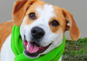 This new group of featured adoptable dogs available at Metro Animal Services wou