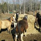 Buck Creek Valley Rescue has another way for you to help them and the horses kee