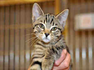 Louisville Metro Animal Services has many kittens in need of homes and a growing