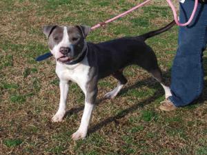 Adopting a pet from Louisville Metro Animal Services saves lives and we feature 