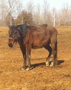 Neglect on Woodford County farm discovered with the death of many horses, donkey