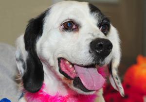 This week’s featured adoptable pets at Metro Animal Services include more dogs o