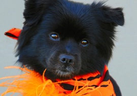 In the fun spirit of Halloween this week’s featured adoptable pets at Louisville