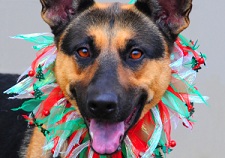 With less than a week until Christmas we want to help Metro Animal Services get 