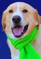 Tanner, Ace, and Ballard are some of this week’s featured adoptable pets at Loui