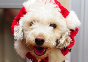 A home for the holidays, that is what this week's featured adoptable pets at Met