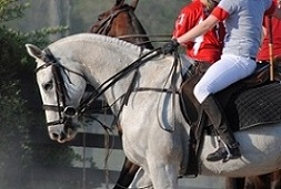 University of Louisville Polo Club to host fundraising polo match on September 2