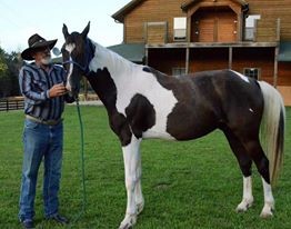 Co-founder of Buck Creek Valley Rescue and rescue horse Willie will embark on a 