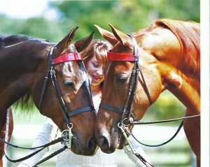 Louisville Equestrian Center to host Adult Riding Weekend 