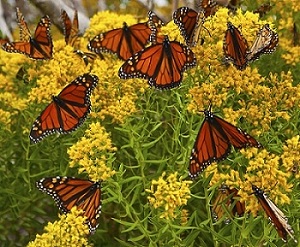 Monarch butterfly party at the Louisville Science Center? Yes, please! 