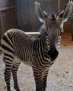 The Louisville Zoo would like to introduce...Ziva!