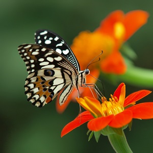 Blackacre Butterfly Release this weekend