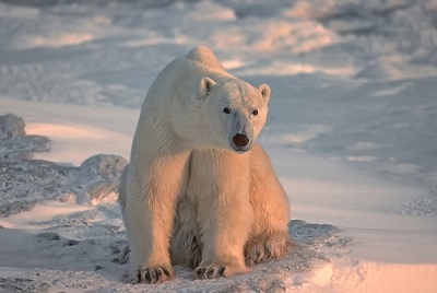 Celebrate International Polar Bear Day locally at Bellarmine University