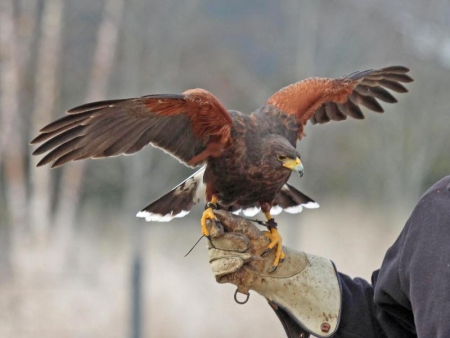 Blackacre Nature Center is hosting a visit from Raptor Rehab this weekend
