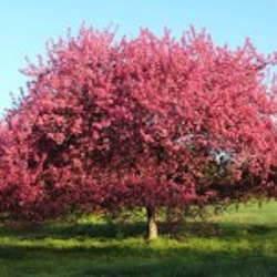 Give me a (Spring) break! Nature calls at Bernheim, Salato, Louisville Nature Ce